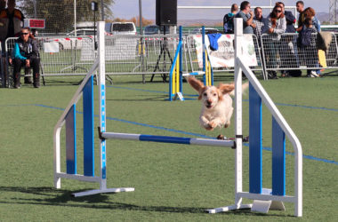 de agility CLASE