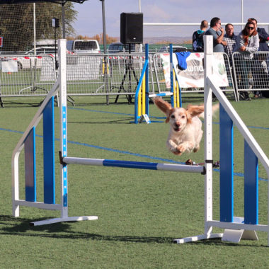 de agility CLASE