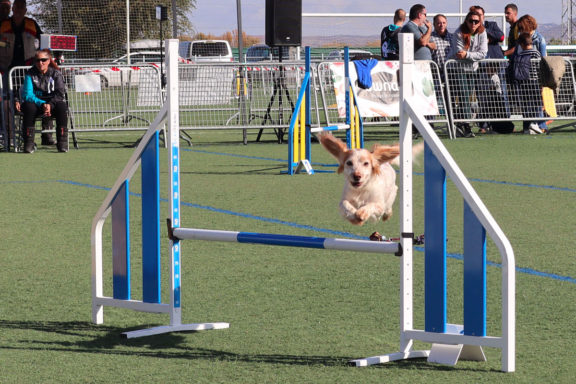 de agility CLASE