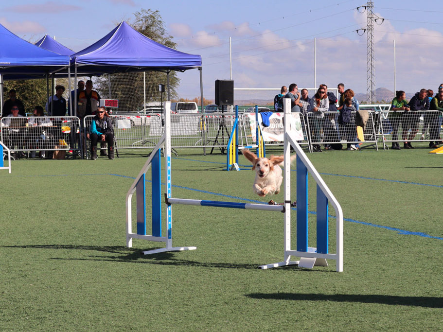 de agility CLASE