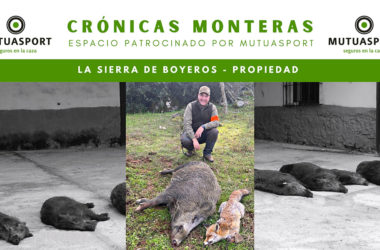 Boyeros montería