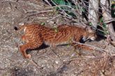 El lince ibérico Caza