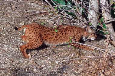 El lince ibérico Caza