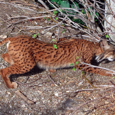 El lince ibérico Caza