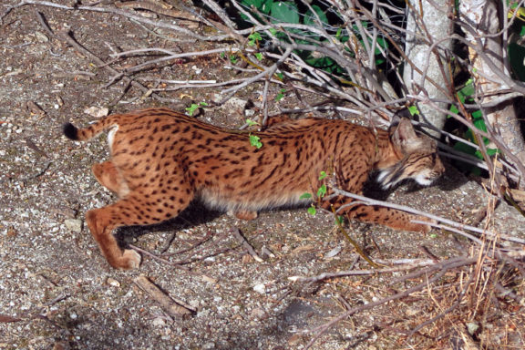 El lince ibérico Caza