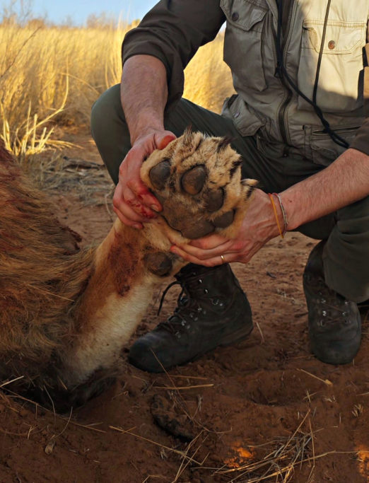 Simba búfalo