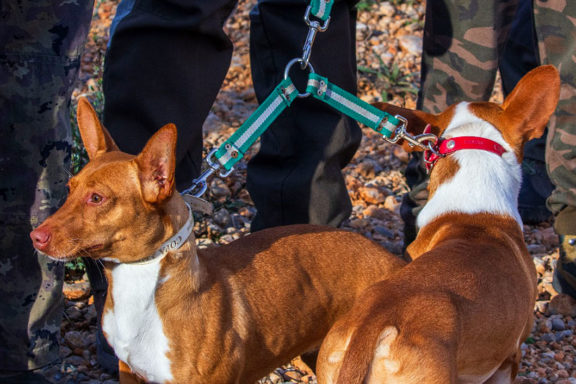 de España de podenco