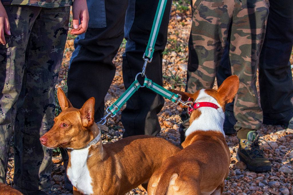 de España de podenco