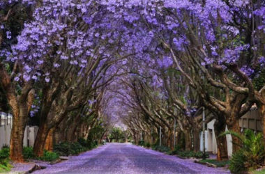 jacarandas África