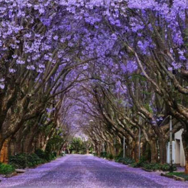 jacarandas África