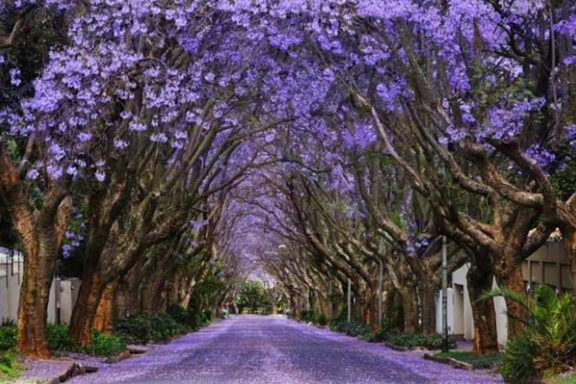 jacarandas África