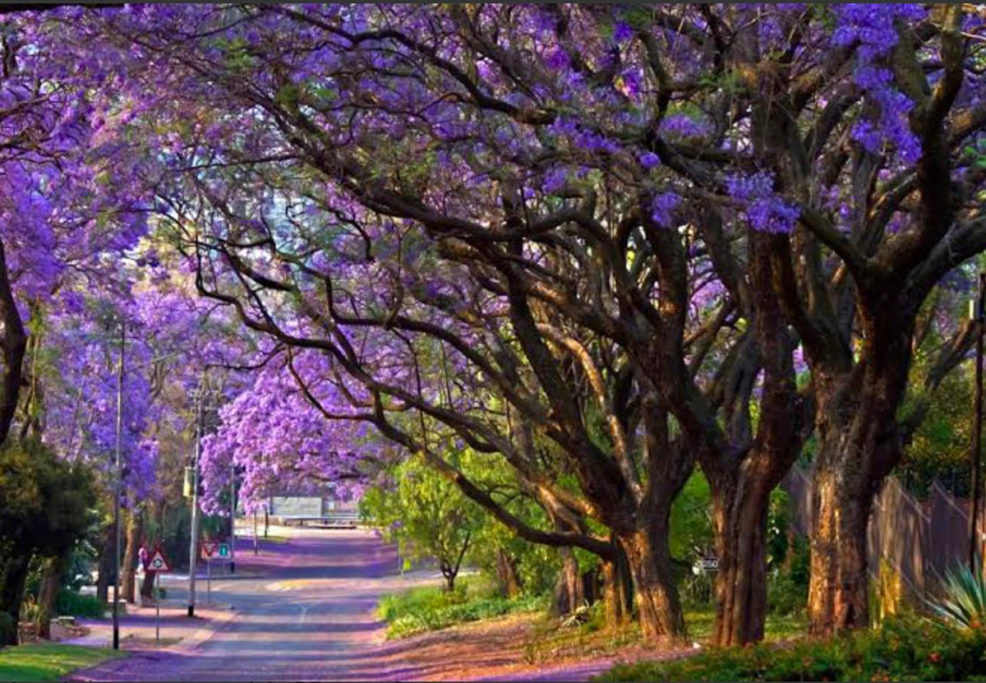 jacarandas África