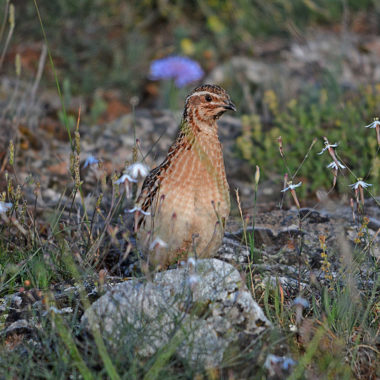 la moratoria codorniz