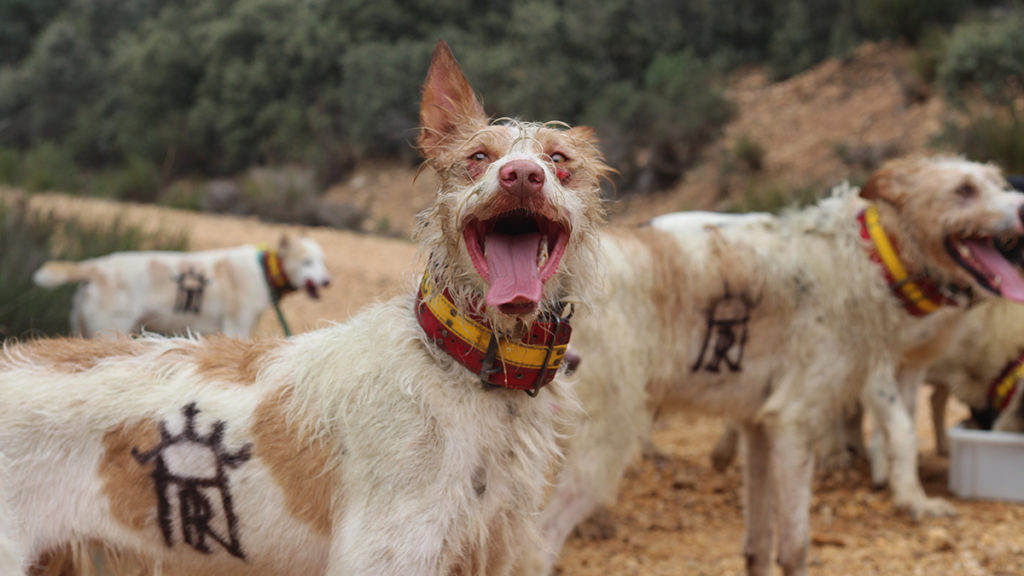 ARRECAl perros de rehala