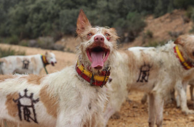 ARRECAl perros de rehala