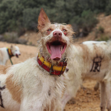 ARRECAl perros de rehala