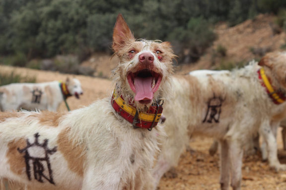 ARRECAl perros de rehala