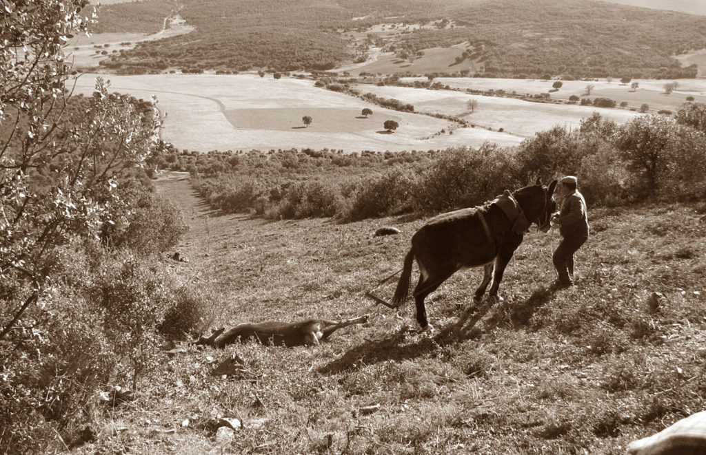 Arrieros montería