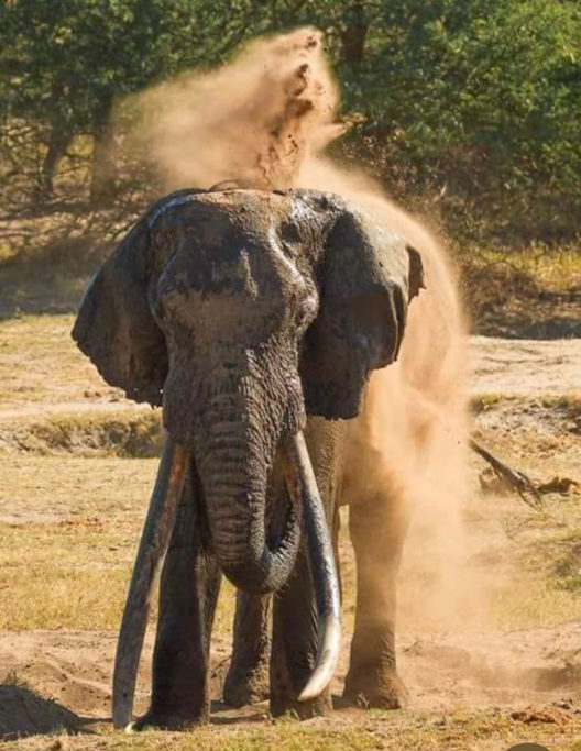 de grandes trofeos de animales decrépitos por la edad