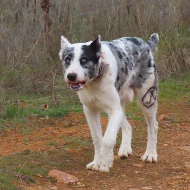 Perro de caza rehala