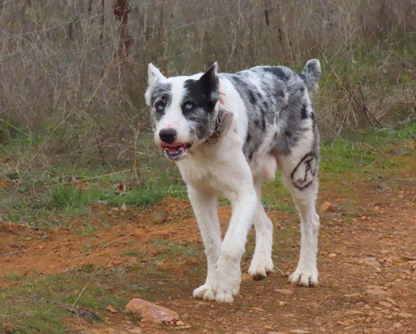 Perro de caza rehala