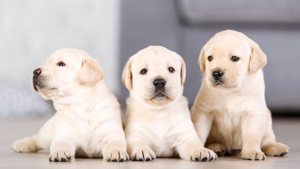 cachorros peligros hogar