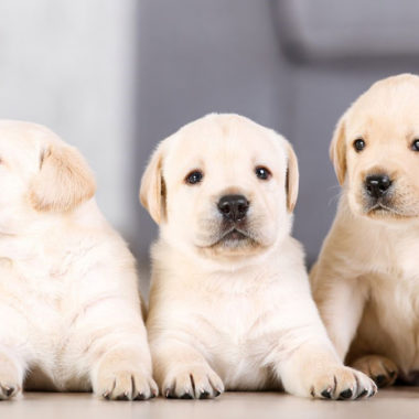 cachorros peligros hogar