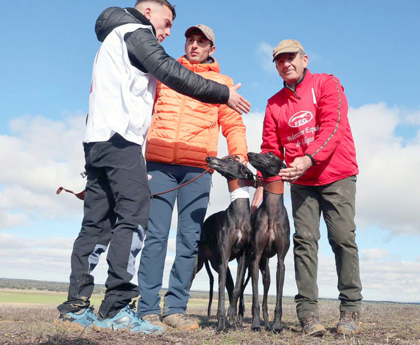 Morería de galgos