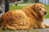 Perros RSCE peligros refrigerantes coches mascotas