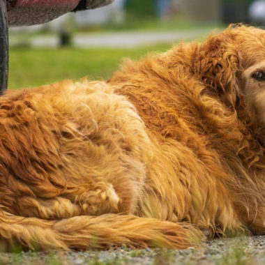 Perros RSCE peligros refrigerantes coches mascotas