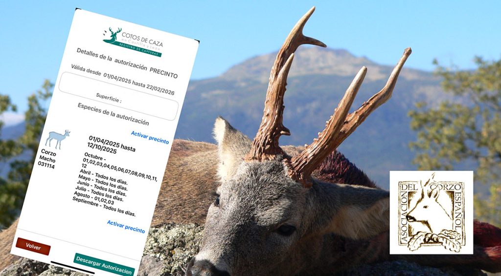 del Corzo Español al ACE