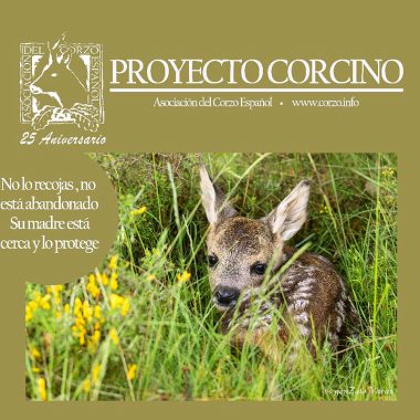 del corzo de corcino