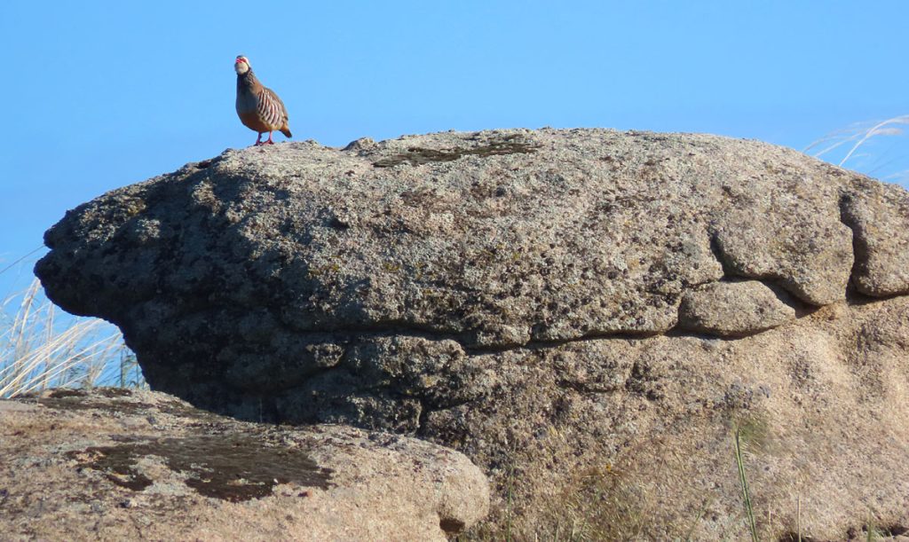 Los censos de Cinegético