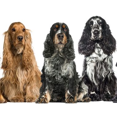 cocker spaniel canina