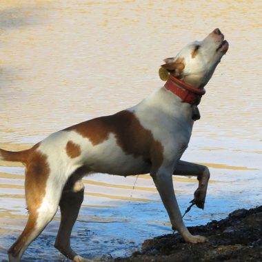 de Extremadura rehalas