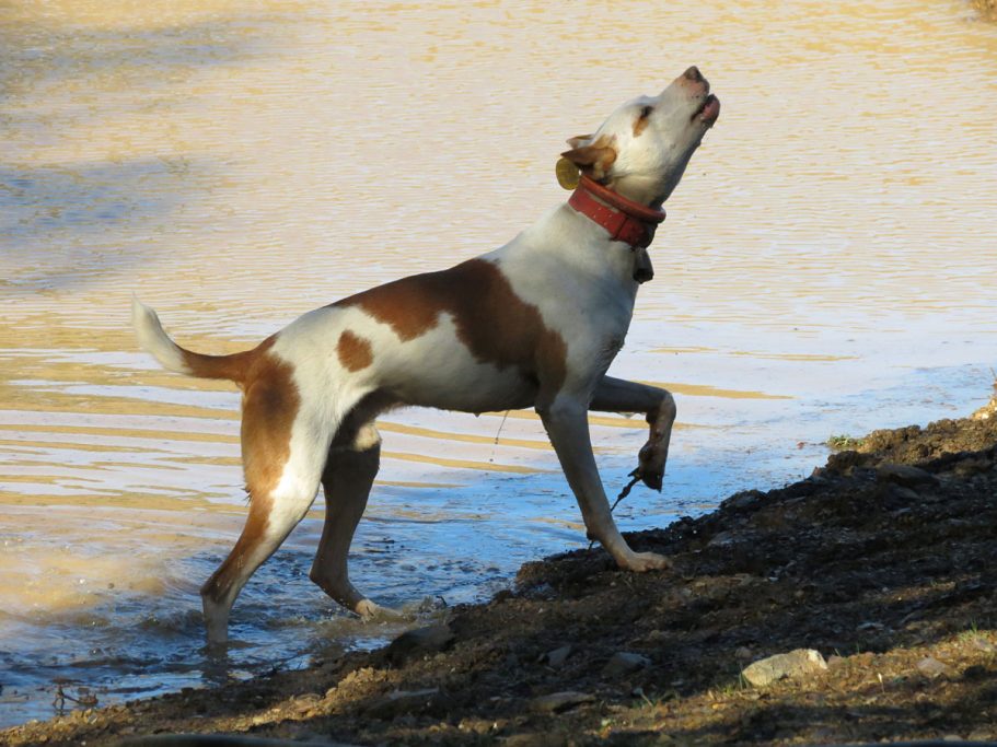 de Extremadura rehalas 