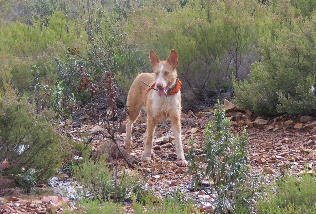 de Extremadura rehalas