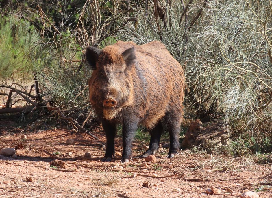 de la caza mayor montería