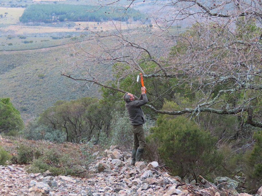 de la caza mayor montería