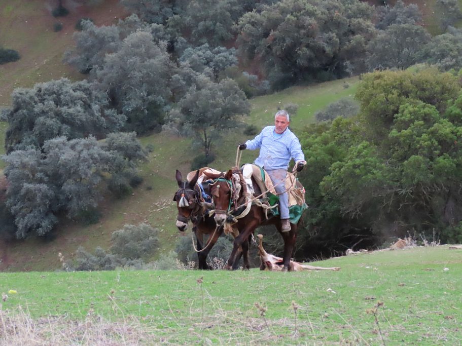 de la caza mayor montería