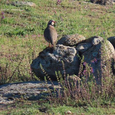 de especies cinegético