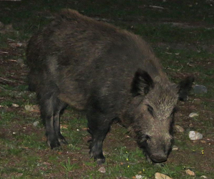 hábiles de caza período