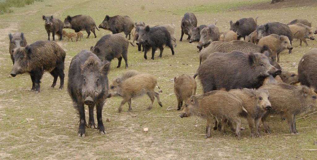 la Federación Andaluza Caza
