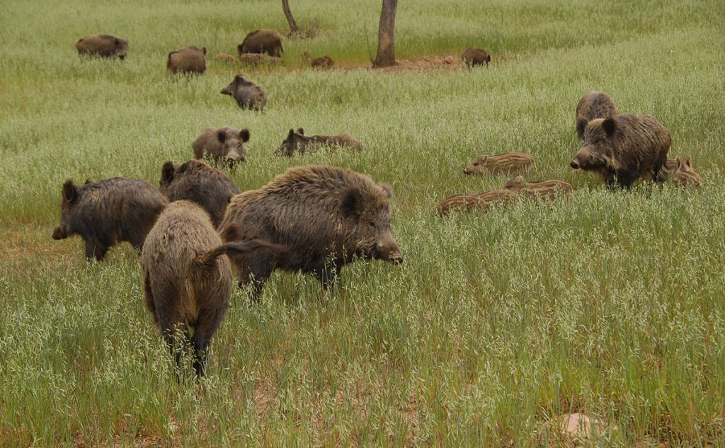 la Federación Andaluza Caza