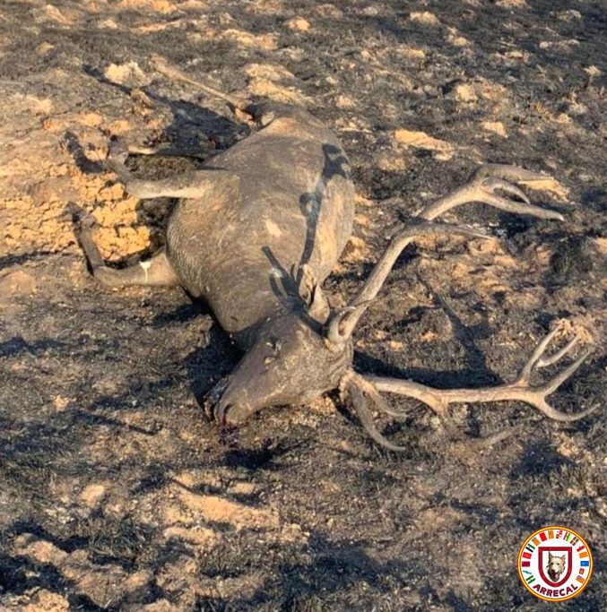 Por Felipe Vegue Montes