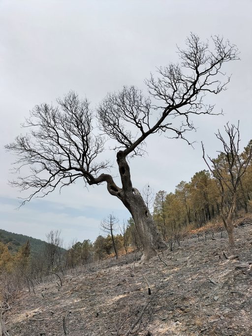 Ecos del monte berrea