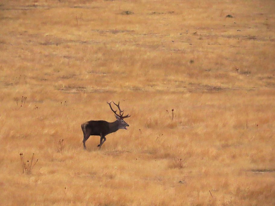 Ecos del monte berrea