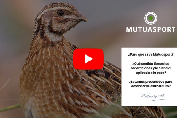 Vídeo Mutuasport