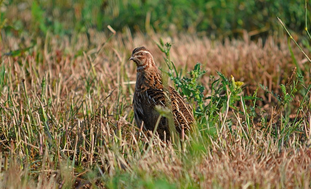 al Coturnix Challenge cazadores