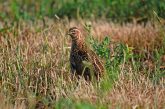 al Coturnix Challenge cazadores